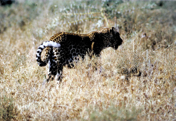 21_Leopard