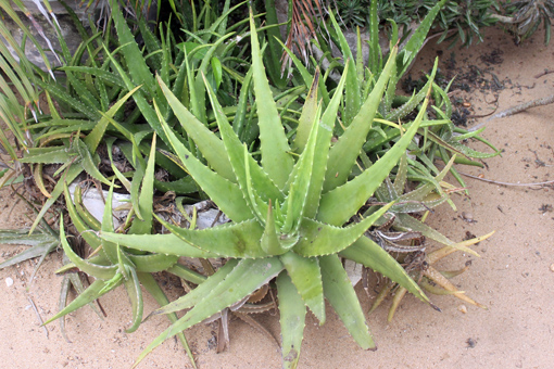 Aloe Vera im Garten