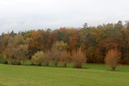 Bruchwald am Saubach