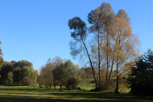 Der Saubach hinter dem Bruchwald