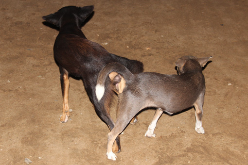 Zwei Hunde blockiert