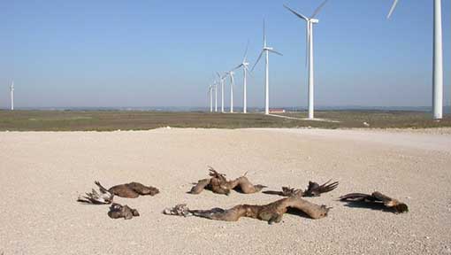 Von Windanlagen frischgeschredderte Vögel