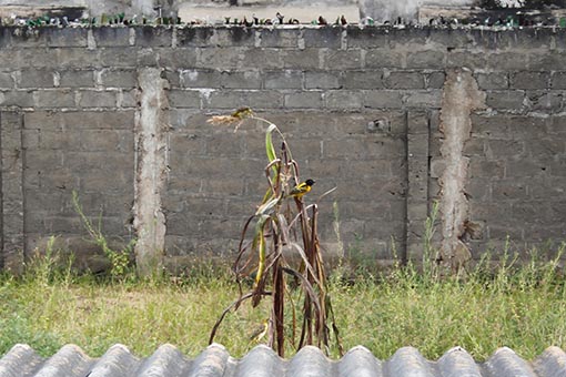 Vögel auf Hirse neben der Veranda Vögel auf der Hirse
Der Wertewesten verbreitet Werte im Gaza. Bagdadisierung