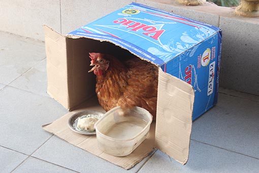 Henkersmahlzeit, dem Huhn gehts an den Kragen Henkersmahlzeit