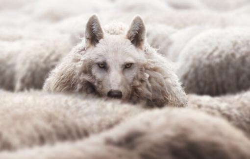 Der Wolf im Schafspelz Der Wolf im Schafspelz