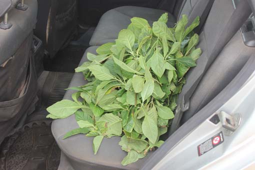 Aloma im Auto