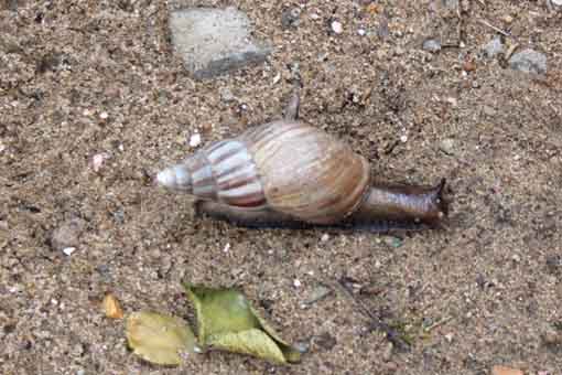 Schnecke im Garten