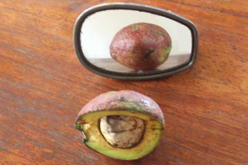 Avocado im Spiegel