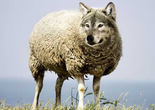 Wolf im Schafspelz